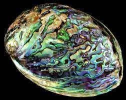 Natural Black and White Abalone Shell Pen with a Black Chrome Twist Pen Kit